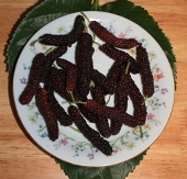 Pakistan Mulberry, Morus alba 'Pakistan', M. bombycis